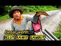 Tahan Bubu Belut Di Hutan Sawit #gengdunia