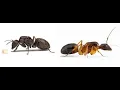 Download Lagu Ants Life - day 91 - 52 - Camponotus pseudoirritans \u0026 Pseudolendus -  Formicarium - Live Webcam