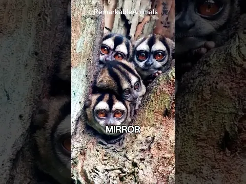 Most Monkeys Sleep at Night. Not This One