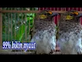 Download Lagu suara pikat burung Rengganis Gacor ribut disore hari