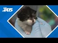 Seattle Area Feline Rescue announces merger to increase critical care for abandoned kittens
