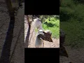 Download Lagu How scary bird sound can be ? #viralvideo #youtubeshorts