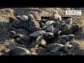 Download Lagu Baby turtle's first steps - BBC