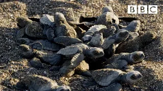 baby turtles first steps bbc