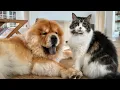 Download Lagu How to ACTUALLY introduce a Dog to a Cat