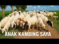 Lagu KAMBING LARI - Lagu Anak Kambing