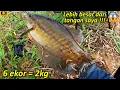 Lagu Ikan Monster Nya Sepat Siam !!! Mancing Ikan Sepat Siam Terbesar Di Rawa Kalimantan