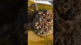 Is that a crab or a barnacle or both? Cool Sea Creatures pt 1 #shorts