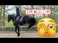 Download Lagu Gea meets Elvis | My first ride on Teije Rein at home. Bucking alert! | Friesian Horses