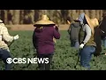 Download Lagu Group of California farm workers announce 3-day strike, call for end of ICE raids