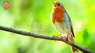 تغريد طائر أبو الحناء طائر الروبين أبو الحن أبو الحناء الأوروبي الروبين الأوروبي نقي 