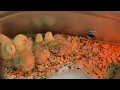 Chicks And Ducklings At Tractor Supply Co
