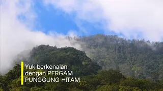 pergam punggung hitam