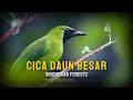 Download Lagu Mengenal Burung Cucak Ijo - Habitat dan Perilaku dialam liar!