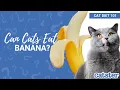 Can Cats Eat Banana Cat expert explains