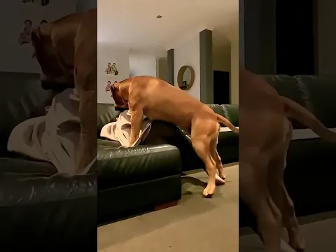 My Emotional Boerboel Puppy