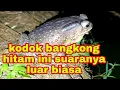 Download Lagu suara kodok bangkong di malam hari