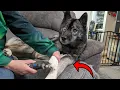 Download Lagu This Dremel Bit Is GREAT for Grinding Your Dogs Nails!