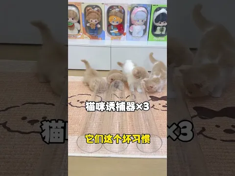 三只柱柱猫 三倍快乐 #小奶猫的成长日记 #铲屎官的乐趣