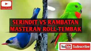 suara rambatan vs serindit jernih tajam cocok untuk masteran