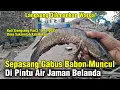 Download Lagu Finish clearing Jembatan‼️ Sepasang IKAN Gabus Muncul Di Pintu Air Jaman Belanda #dedimulyadi