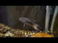 16 - ERYTHRINUS ERYTHRINUS SP PERU PURPLE WOLF FISH