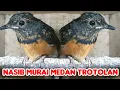 Lagu NASIB MURAI MEDAN TROTOLAN