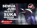 Download Lagu 🔴 Srigunting Abu Abu Gacor ❗️Karakter Suara Unik Masteran Termahal 2021