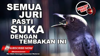  srigunting abu abu gacor karakter suara unik masteran termahal 2021