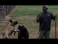 HIGH PRICED BOERBOEL BREEDERS ARE SCAMMING