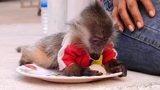 pity poor baby monkey yoo looking so lazy sleeping to eat on dish lovely baby monkey