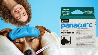 Could Your Dog Have Worms Panacur C Can Fix That Made in the USA