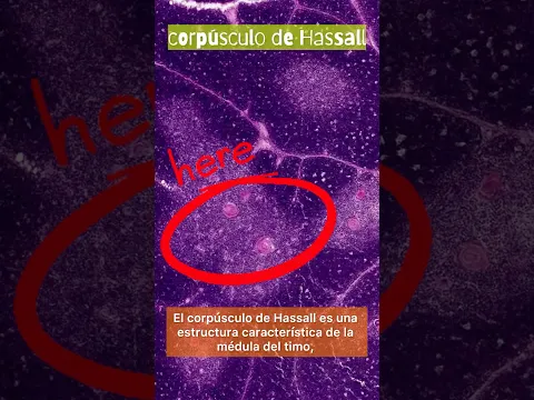 Corpúsculo de Hassall #histología #biologia #medicine #biology #yosoydelos7mil