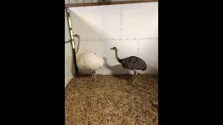 Mt Hope EXOTIC Animal Sale now known as Alternative Animal and Bird sale Hidden Camera