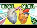 Sheep Heart Dissection VS Heart Model Anatomy 3D Anatomy