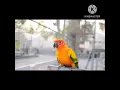 Download Lagu Samsung Massage Ring By Bird's  Whistle 😙|| #birds