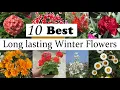 Download Lagu 10 Best Long Lasting INDIAN Winter Flowering Plants , Easy to Grow