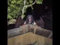 Download Lagu Wak-Wak Caught on Camera (Laguna)