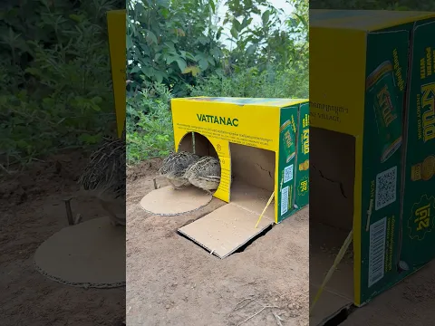 Unique Creativity Quail Trap #shorts