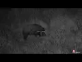 ATN X-Sight 4k PRO 5-20x Wild boar
