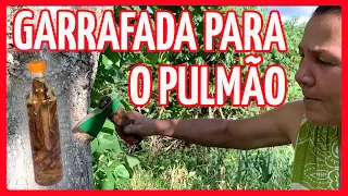 GARRAFADA DE CASCA DE MANGUEIRA (pé de manga) - cura natural