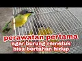 Download Lagu perawatan pertama agar burung remetuk laut tetap hidup hasil pikat