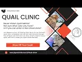 Coturnix Quail Color Show Entry Tips Virtual Show Clinic 2025