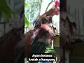 Lagu suara ayam ketawa x kampung #ayam #ayamketawa