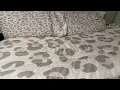 Perfect for a cozy playful touchPink Leopard Skin Comforter Leopard Print Comforter Set For Kids Bo