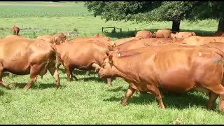                     دندنها