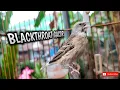 Download Lagu Burung Black throat GACOR❗