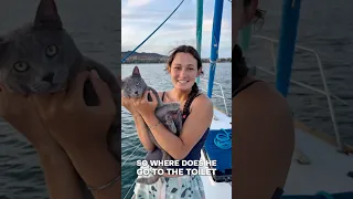 Where does our cat go 💩 #sailingwithacat #sailing #boatlife #boatcat