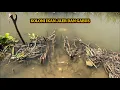 Download Lagu DITEMUKAN!! KOLONI IKAN JAER DAN GABUS ll Kompilasi Video Mancing Pusanggala #pusanggala #mancing