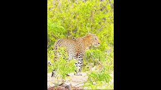 Lion Https Youtu Be HZLEstpYtis 